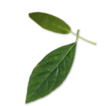 hojastomat